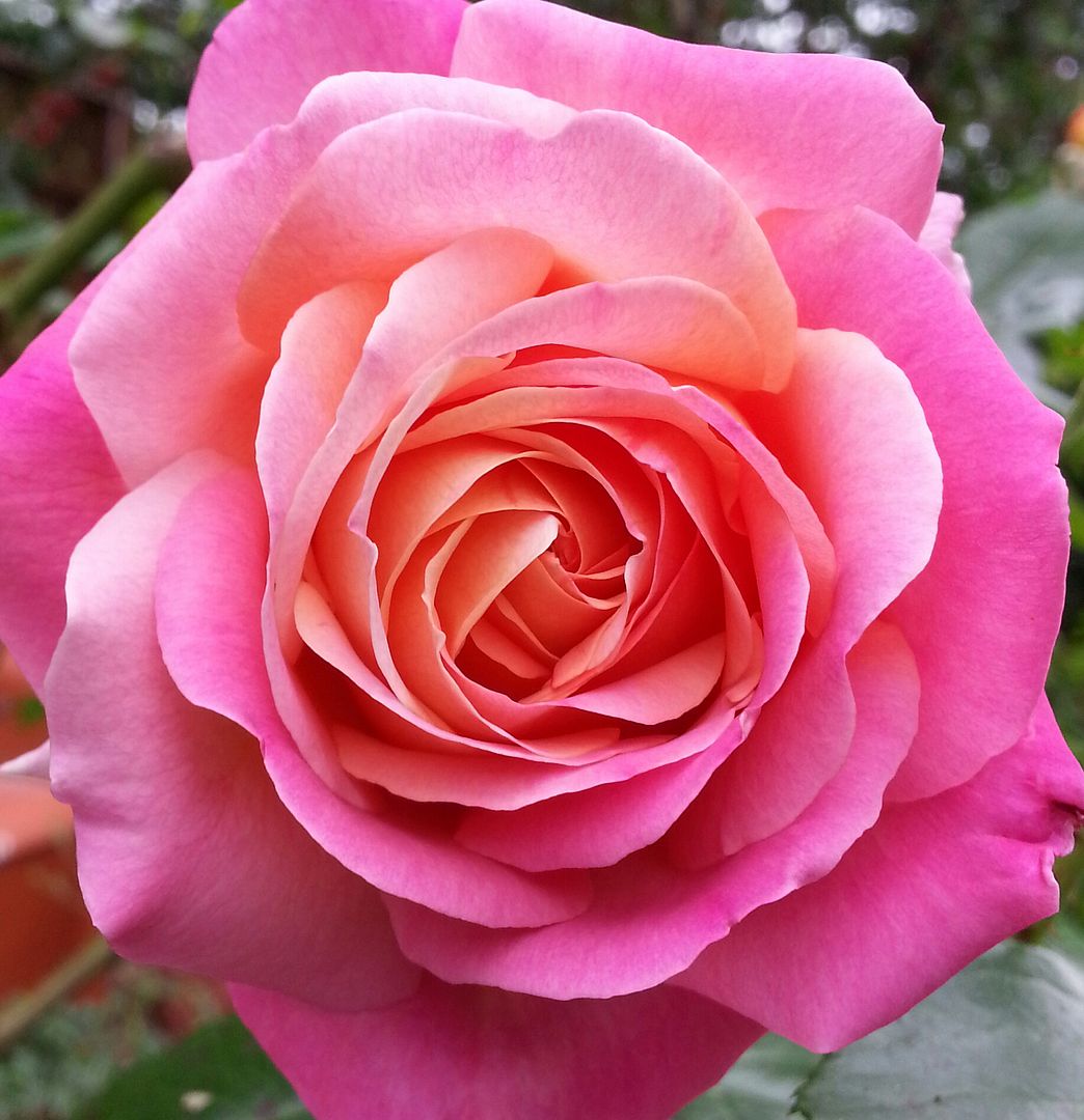  photo 20140702_073158-1_zpsjiaspn4y.jpg